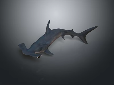 Impressive Hammerhead Shark Featuring Distinctive Broad Head and Sleek Body Structure 3d model