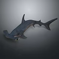 Impressive Hammerhead Shark Featuring Distinctive Broad Head and Sleek Body Structure 3d model
