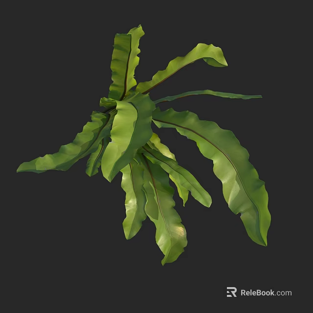 Lush Green Fern Plant with Vibrant Wavy Leaves Isolated on Black Background 3d model 