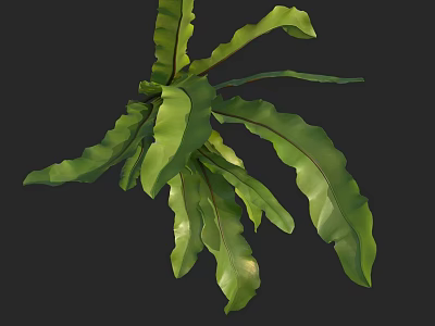 Lush Green Fern Plant with Vibrant Wavy Leaves Isolated on Black Background 3d model