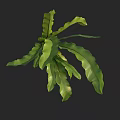 Lush Green Fern Plant with Vibrant Wavy Leaves Isolated on Black Background