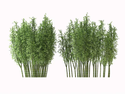 Lush Green Bamboo Grove With Tall Stalks And Vibrant Leaves In Natural Setting 3d model