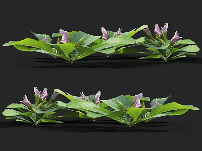 Several Vibrant Green Leaf Plants With Purple Flowers In Natural Setting 3d model