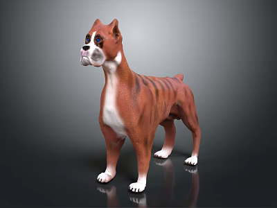 Brown and White Striped Boxer Dog Standing in Studio with Smooth Surface 3d model