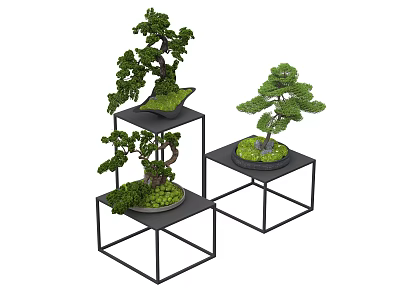 Bonsai Plants Displayed on Modern Black Metal Geometric Stands with Artistic Tree Shapes 3d model