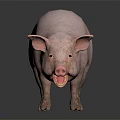 Full Body Pink Pig Standing On Dark Background With Reflective Surface 3d model
