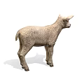 Adorable Grey Lamb Standing On White Background With Soft Shadow