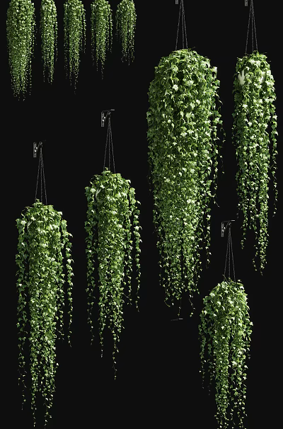 Lush Trailing Hanging Basket Plants With Dense Green Leaves And Cascading Foliage 3d model