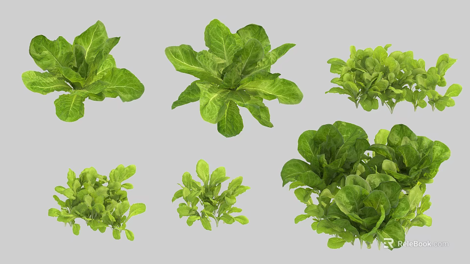 Fresh Green Leafy Vegetables Including Different Lettuce Varieties And Types 3d model