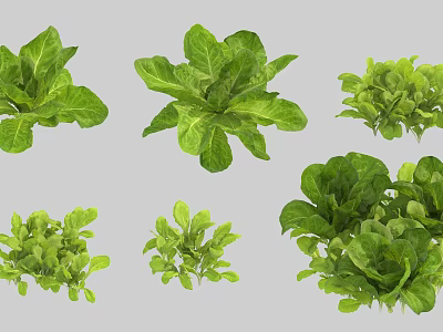Fresh Green Leafy Vegetables Including Different Lettuce Varieties And Types 3d model