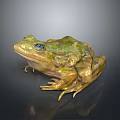 Green And Yellow Frog With Detailed Texture And Lifelike Sitting Pose