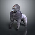 Realistic 3D Gorilla Model in Natural Standing Pose on Dark Background 3d model