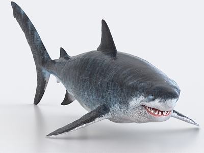 shark great white shark marine life 3d model