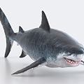 shark great white shark marine life 3d model