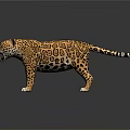 Leopard with Spotted Fur Standing Open Mouth on Shiny Reflective Surface 3d model