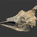 Detailed Animal Skull With Remaining Hair And Bone Structure Close Up