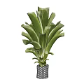 Large Leaf Indoor Potted Plant In Woven Basket For Home Decor