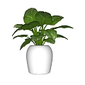 Green Leafy Bonsai Potted Plant in White Ceramic Pot for Home Decor