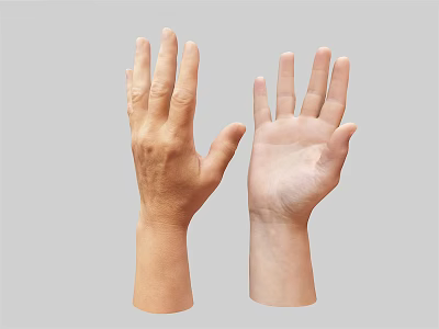 Two Human Hands With Extended Fingers Open Palms And Natural Skin Texture 3d model