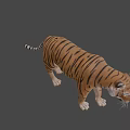 Realistic 3D Tiger Model With Detailed Stripes Standing On Black Background 3d model