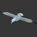 White Seagull With Spreading Wings Black Wing Tips And Yellow Beak In Flight