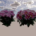 Fresh Blooming Pink and White Chrysanthemums With Vibrant Green Leaves