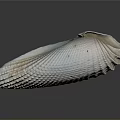 White Clam Shell With Regular Texture On Gray Background And Reflection 3d model