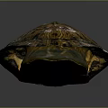 Turtle Shell Organ With Detailed Natural Texture And Brown Pattern Design 3d model