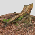Tree Stump Covered with Green Moss Surrounded by Fallen Leaves and Dead Branches