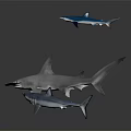 Three Sharks in Different Swimming Poses with Realistic Features and Design 3d model