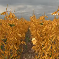 Vibrant Garden Landscape Featuring Rows Of Yellow Plants And Green Leaves