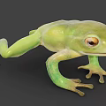 Green Flying Frog With Large Eyes Slim Body And Webbed Feet In Natural Habitat