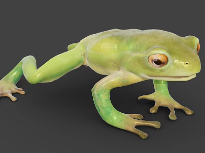 Green Flying Frog With Large Eyes Slim Body And Webbed Feet In Natural Habitat 3d model