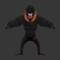 Mandrill With Black Fur And Colorful Red Blue Facial Features Standing With Outstretched Arms