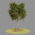 Tree With Abundant Orange Fruits And Green Leaves On Grassy Circle