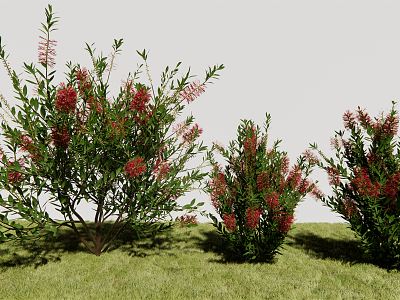 Modern Shrub Melanosa model