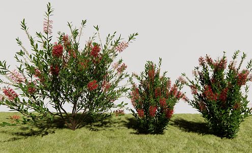 Modern Shrub Melanosa 3d model