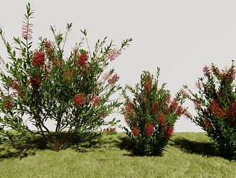 Modern Shrub Melanosa 3d model