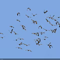 Flock of Flying Birds Soaring in Clear Blue Sky Showing Natural Flight Patterns