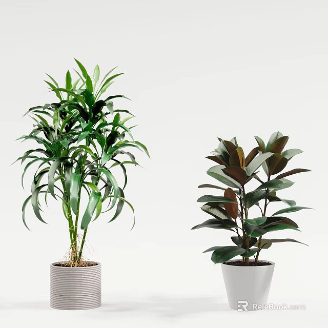 Two Different Bonsai Potted Plants With Lush Green Leaves In White Ceramic Pots 3d model 