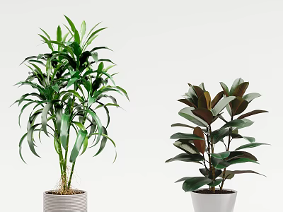 Two Different Bonsai Potted Plants With Lush Green Leaves In White Ceramic Pots 3d model
