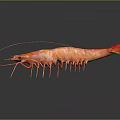 Vibrant Red Shrimp With Long Antennae White Stripes And Reflection On Dark Background