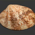 Clam Shell With Orange And White Patterned Surface On Dark Background With Reflection 3d model