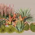Diverse Plant Combination With Pink Spiky Flowers Red Tipped Leaves Large Green Foliage And Succulents