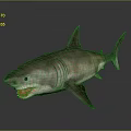 Realistic 3D Shark Model With Open Mouth Sharp Teeth Detailed Texture And Reflection 3d model