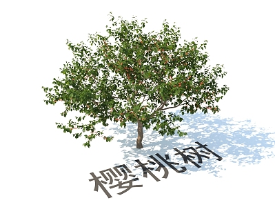 modern plant fruit tree cherry tree 3d model