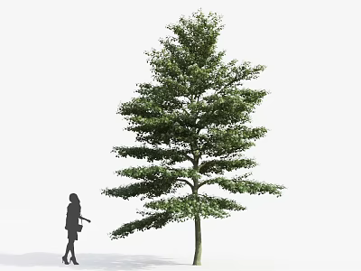 Tall Tree With Lush Green Leaves Standing Next To Person Outdoors 3d model