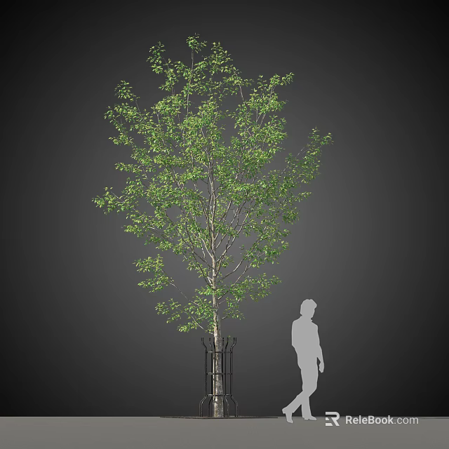 Tall Arbor With Lush Green Leaves And Human Silhouette For Size Comparison Reference 3d model 