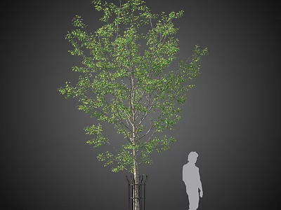 Tall Arbor With Lush Green Leaves And Human Silhouette For Size Comparison Reference 3d model