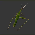 Green Mantis Insect Detailed Close Up View With Long Legs On Dark Background